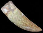 Serrated Carcharodontosaurus Tooth #52465-1